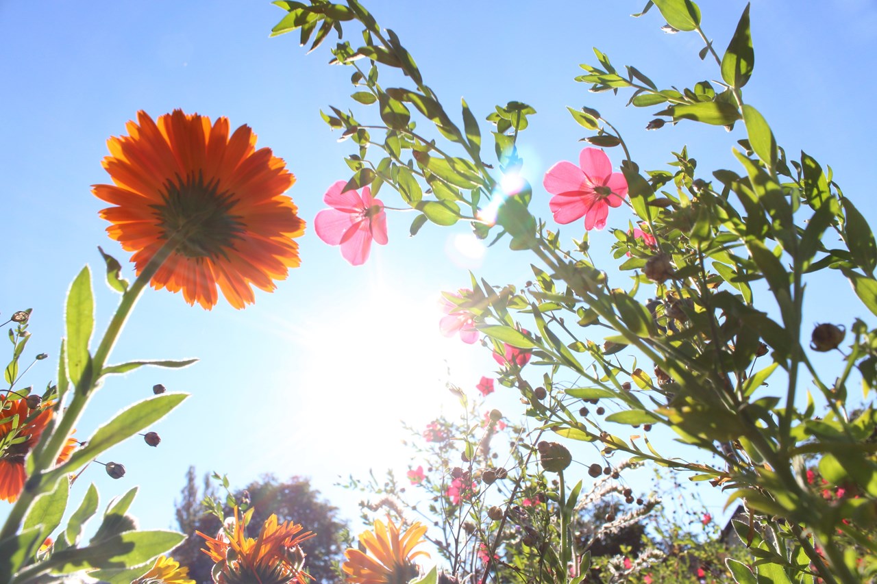 Bilde av blomster
