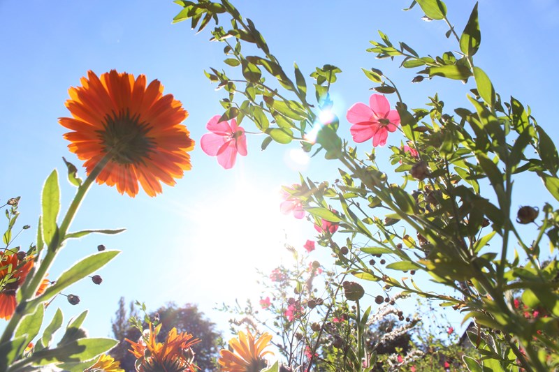 Bilde av blomster