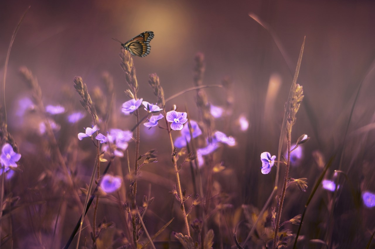 Sommerfugl i blomstereng