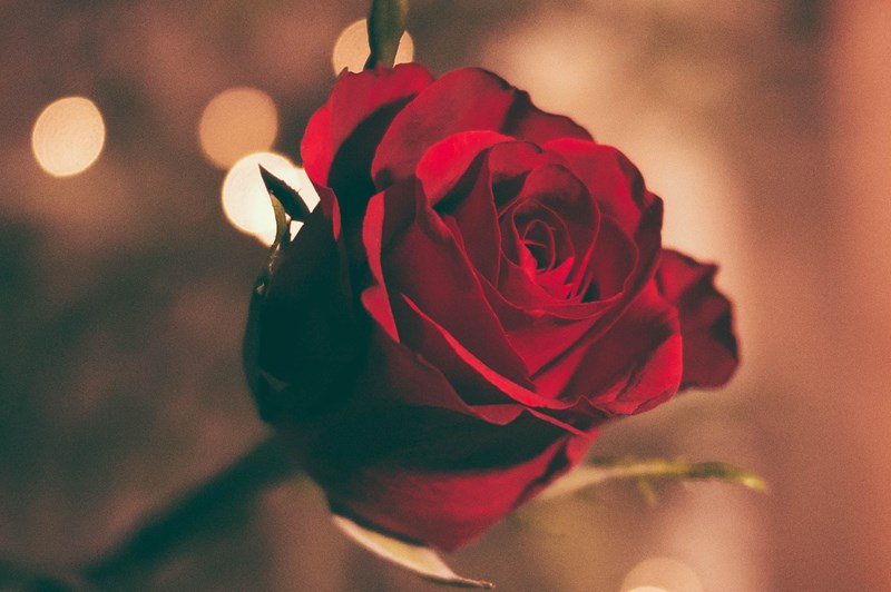 rose_avslutnning.jpg