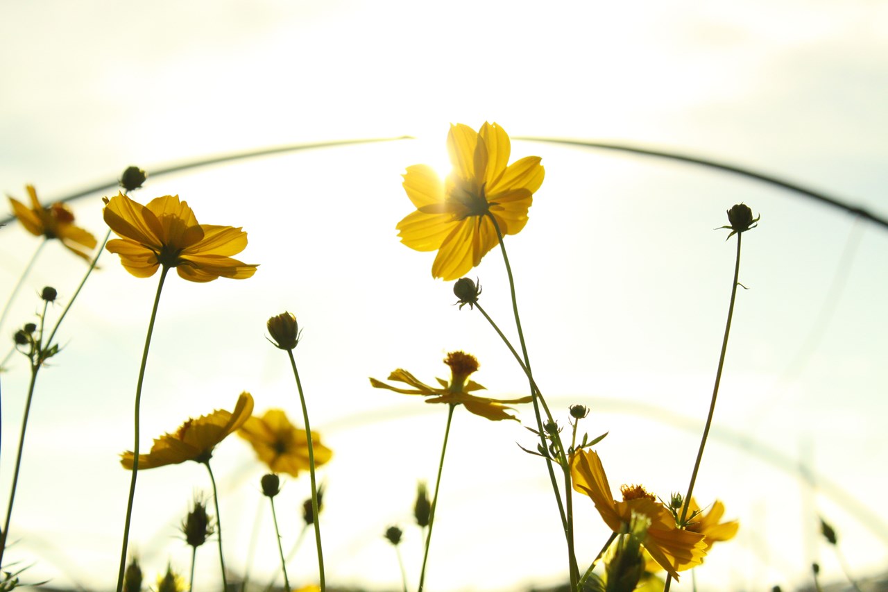 sommerblomster.jpg