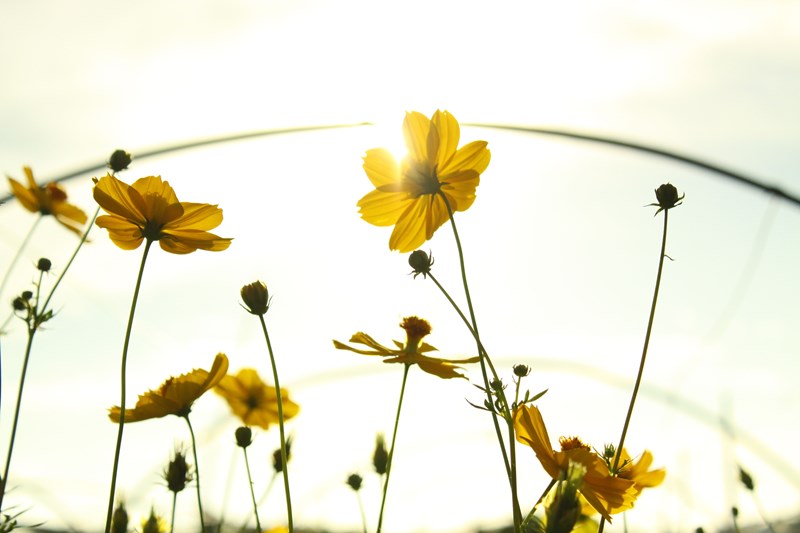 sommerblomster.jpg