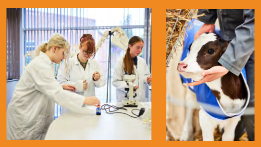 To bilder side om side. Et viser tre jenter med labfrakker i et laboratorium, det andre viser en kalv.