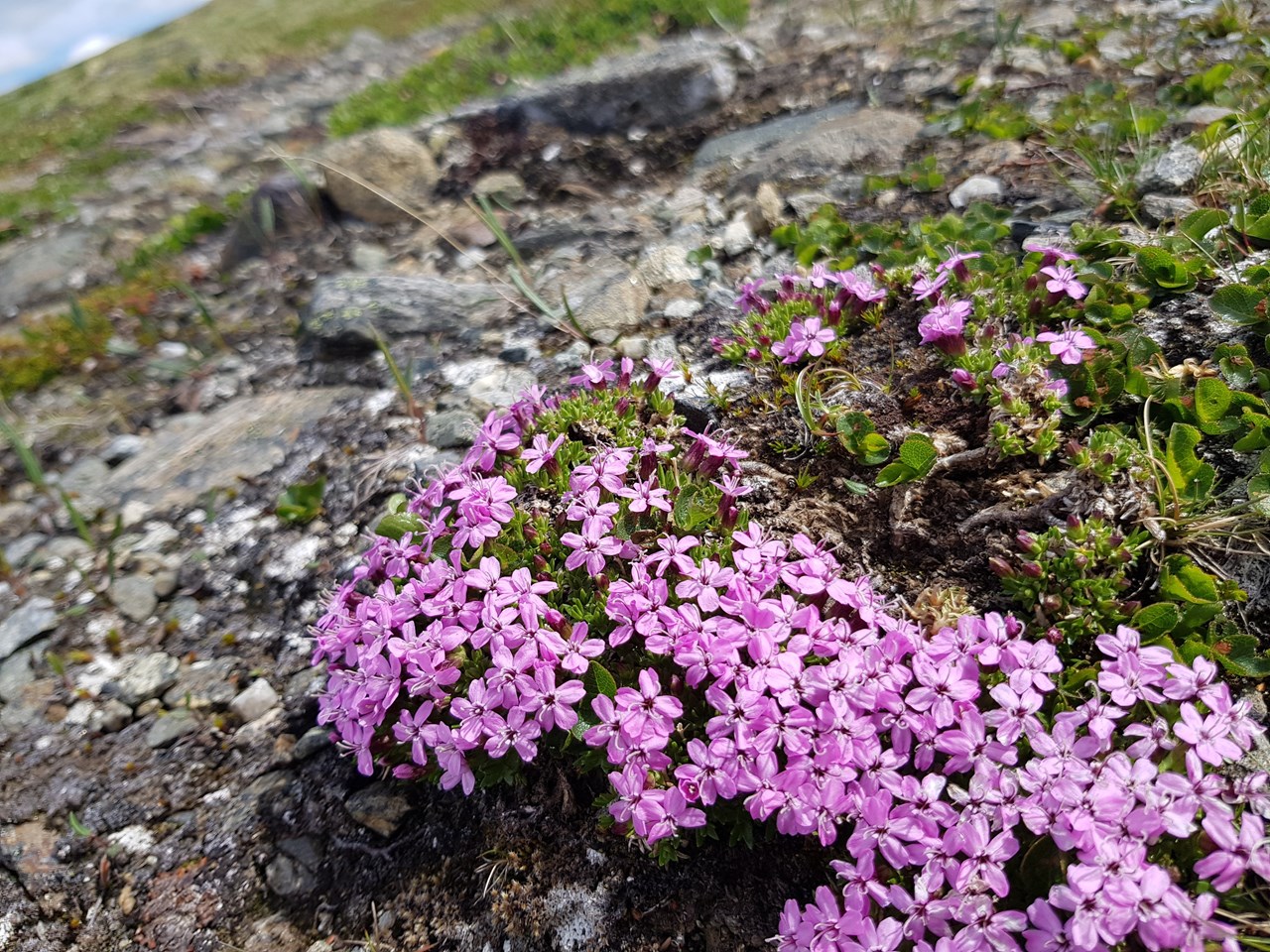 sommerbilde.jpg