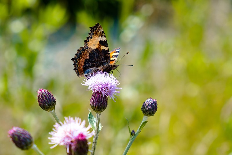 Sommerfugl på blomst Foto:Kjell Ivar Bye