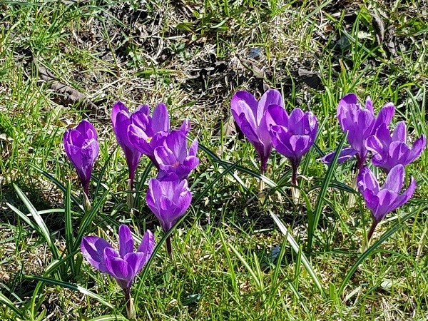 KROKUS FOTO HILDE HESSELBERG.jpg