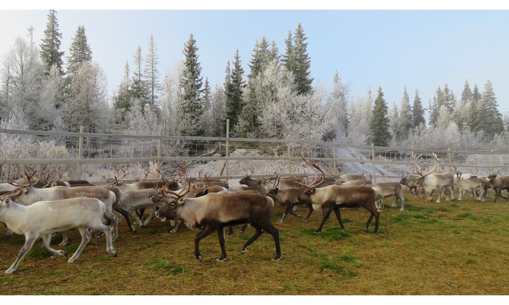 Reinflokken på en av de første dagene med rimfrost. Foto: Liv Karin Joma.