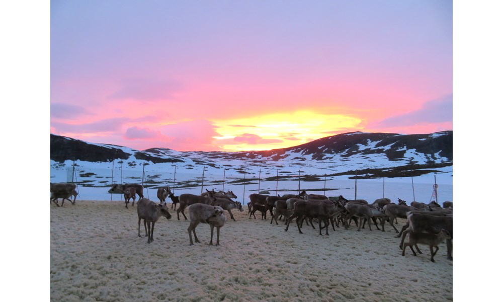 Reinflokken i solnedgang. Foto: Liv Karin Joma.